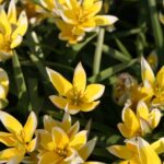 Tulipa Tarda