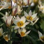 Tulipa Turkestanica