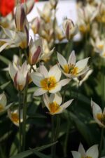 Tulipa Turkestanica