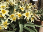 Tulipa Turkestanica - immagine 2