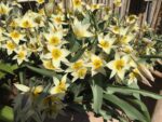 Tulipa Turkestanica - immagine 3
