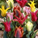 Tulipa Viridiflora Mixed