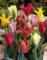 Tulipa Viridiflora Mixed
