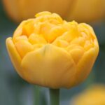 Tulipa Yellow Pomponette®