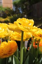 Tulipa Yellow Pomponette® - immagine 2