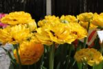 Tulipa Yellow Pomponette® - immagine 3